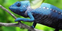 a chameleon